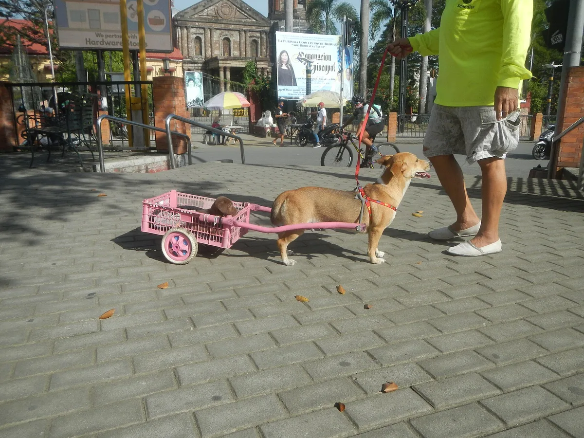 Cane marrone con pettorina rossa traina un carrellino rosa con un cucciolo, in una piazza lastricata tropicale.